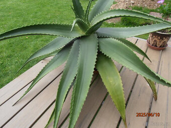 prodál vzrostlou ALOE - 1
