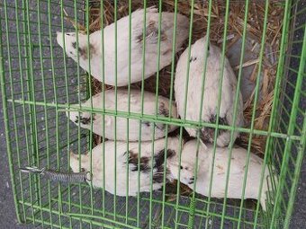 Prodám barevné křepelky japonské nosné k odběru ihned