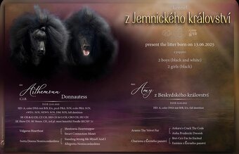 Královský pudl