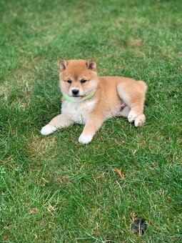 Shiba inu