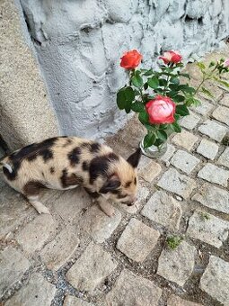 Kune Kune