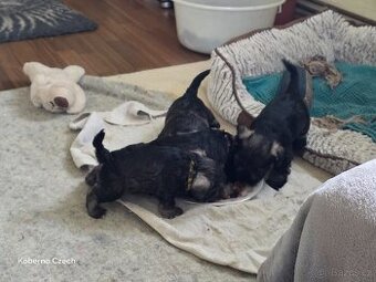 Knírač malý pepř a sůl s PP