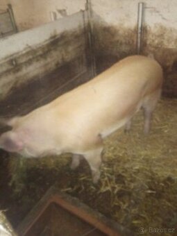 Prodám prase