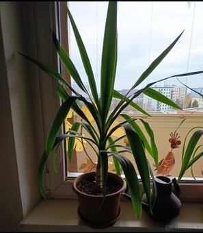 Juka obrovská -Yucca Elephanties