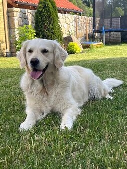 Sháníme krycího pejska pro naší holčičku - zlatý retrívr