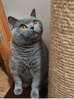 Britská krátkosrstá kočička