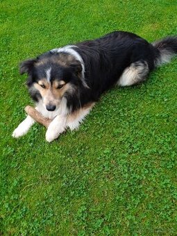 pejsek Border kolie ke krytí