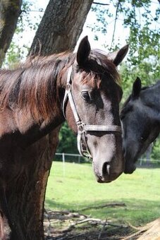 Starokladrubská klisna