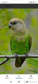 Papoušek hnědohlavý (Poicephalus cryptoxanthus)