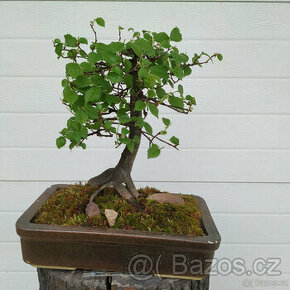 32 let bonsaj - Jilm habrolistý (Ulmus carpinifolia)