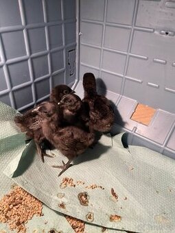 Kuřátka Ayam Cemani
