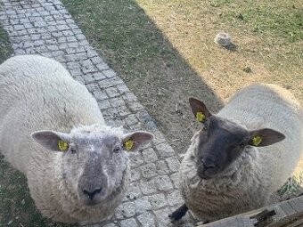 Prodám ovečky-rezervace