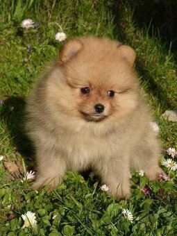 Pomeranian boo