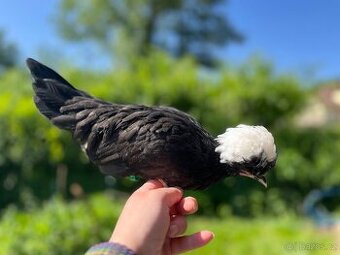 Kohouti - Ayam cemani, holandská zdr., araukana, kropenka