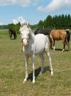 kobylka pony