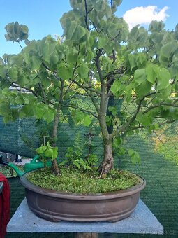 Bonsai bonsaj Lipa