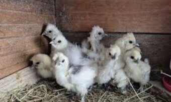 Kuřata na přaní 🐥🐥🐥🐥