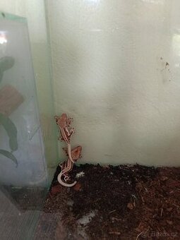 Pagekon řasnatý(Rhacodactylus ciliatus)