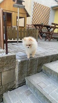 Pomeranian bez pp