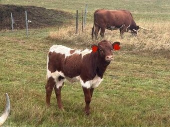 Prodám kříženky texax longhorn