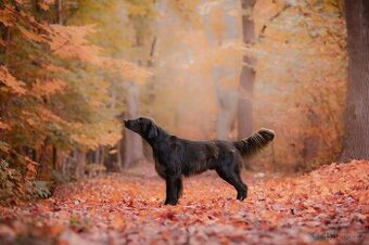 Flat coated retriever - nabídka krytí