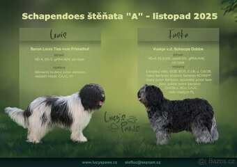 Štěňata Schapendoes s PP
