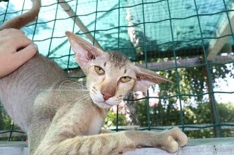 Peterbald s PP Zeina Marbleficent