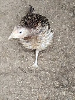 Slepice bažanta obecného