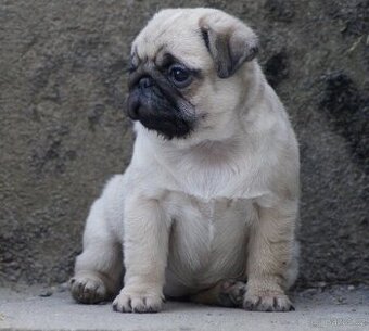 Mops s průkazem původu