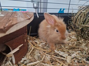 Daruji zakrslé kraliky