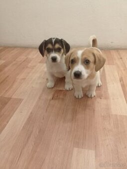 Jack Russell teriér