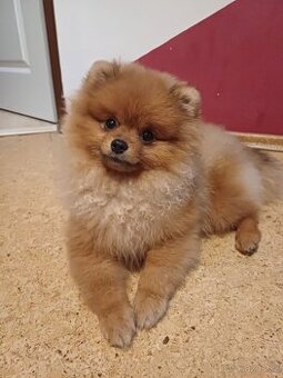 Prodám čistokrevného pomeraniana  s PP