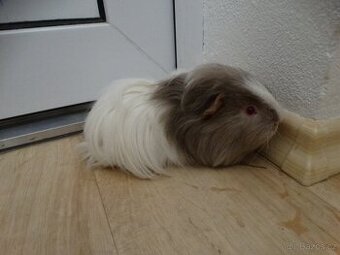 Dlouhosrsté morče, sameček na mazlíka