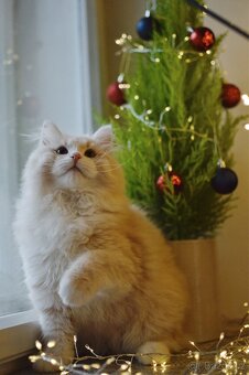 Sibiřská kočka s PP FIFE