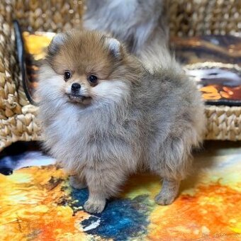 Pomeranian s PP
