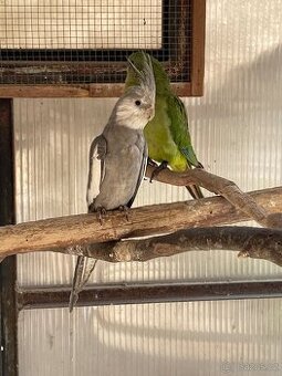 Prodám loňské korely - 1