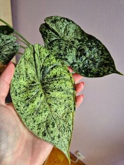 Alocasie - hlízy, rostliny