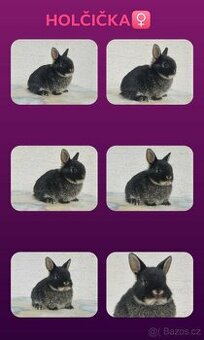 Samička - Zakrslý Beránek Hladký - Černá Pálená