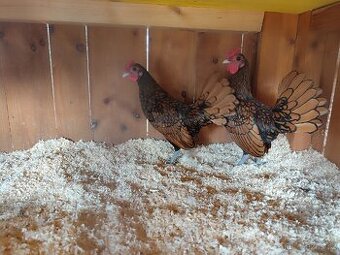 Prodám kohouty sebritky zlaté černě lemované