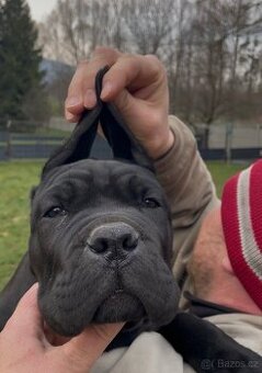Cane corso s PP Fci - PES