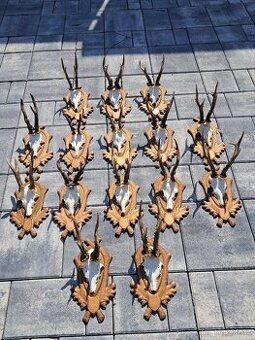 Srnčie trofeje na drevených podložkach,trofeje, parozie