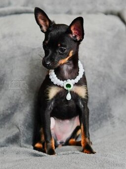 Rusky toy hladkosrsty s PP FCI