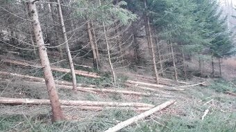 Těžba dřeva s přiblížením na OM