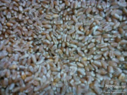 pšenice, ječmen