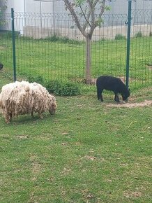 Ouessantská ovce
