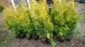Thuje odrudy golden brabant 100cm