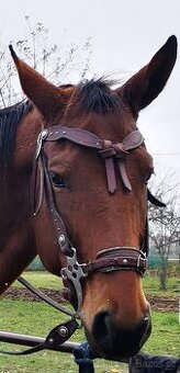 Hackamore
