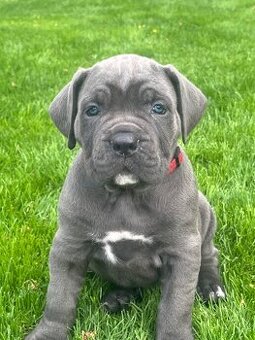 Cane Corso s PP