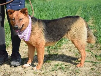NORMA K ADOPCI- 2 ROKY, KLIDNÁ, NENÁROČNÁ,ODDANÁ