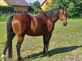 Prodám klisnu QH - 1